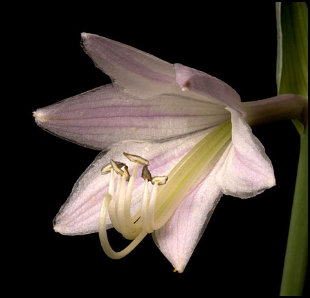 050716-hosta-1876