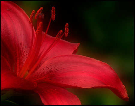 daylily_7209-2