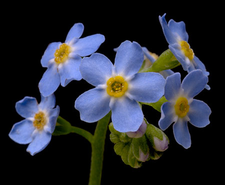 forgetmenots700