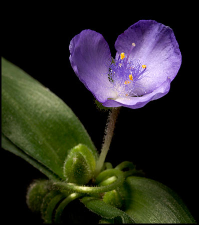 spiderwort1761