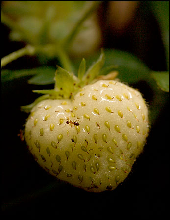 strawberry-039