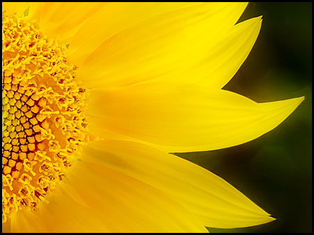 sunflower_8071
