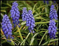 70-100406_0038-hyacinth