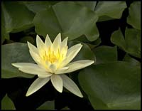 75-080801_1190-waterlily
