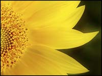96-sunflower_8071