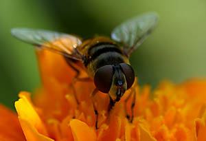 beefly44