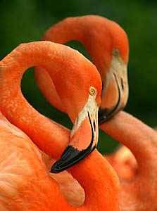 flamingo194